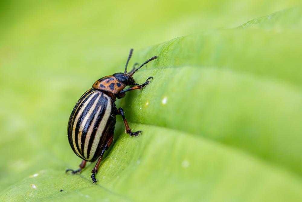 pest management