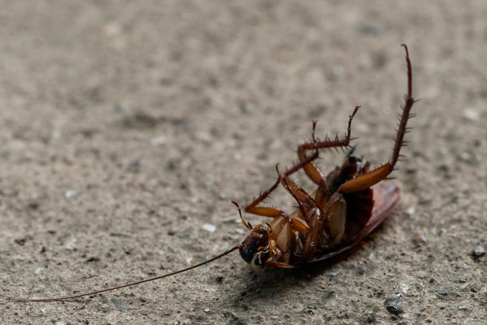 pest management