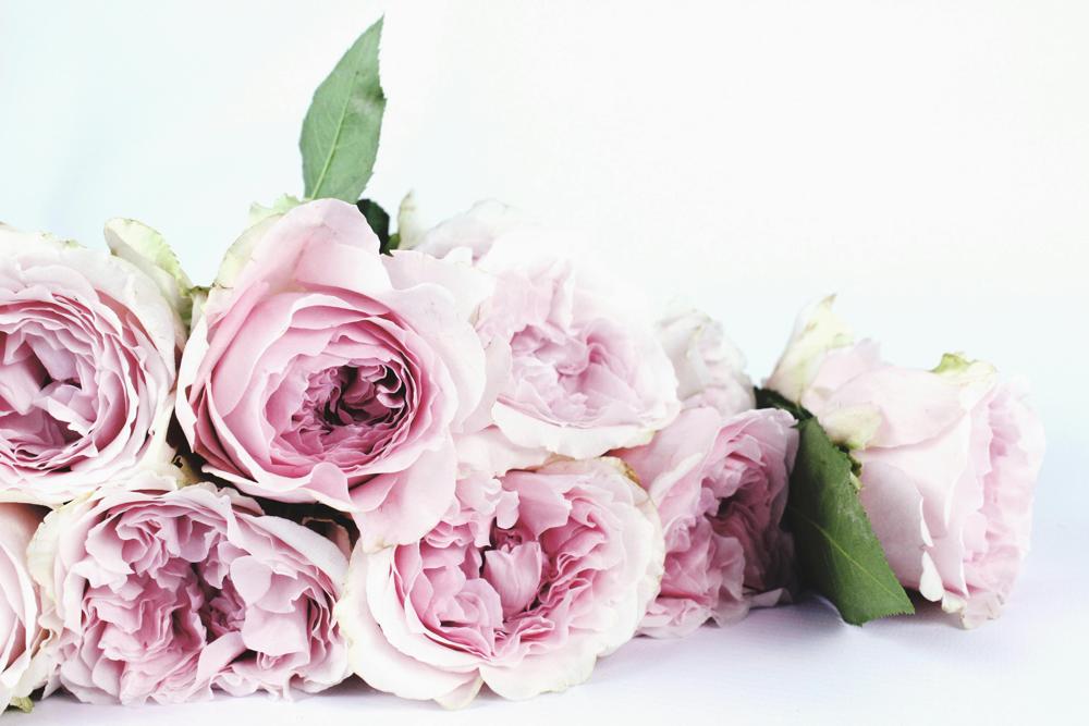 rose petals
